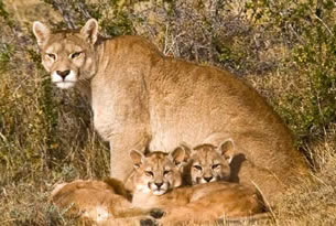 pumas2